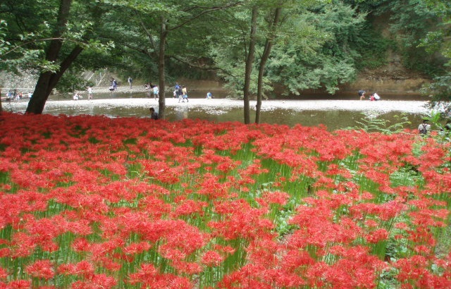 cluster amaryllis